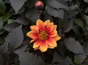 Jiřina 'Lubega Dark Orange Bicolor' - Dahlia 'Lubega Dark Orange Bicolor'