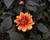 Jiřina 'Lubega Dark Orange Bicolor'