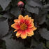 Dahlia 'Lubega Dark Orange Bicolor'.jpg