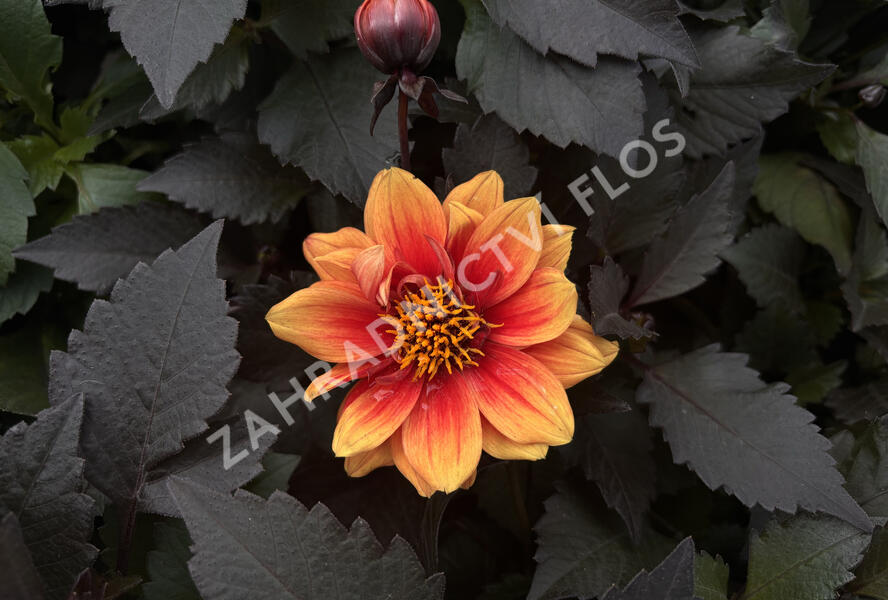 Jiřina 'Lubega Dark Orange Bicolor' - Dahlia 'Lubega Dark Orange Bicolor'