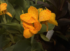 Dosna indická 'Cannova F1 Golden Leopard' - Canna indica 'Cannova F1 Golden Leopard'