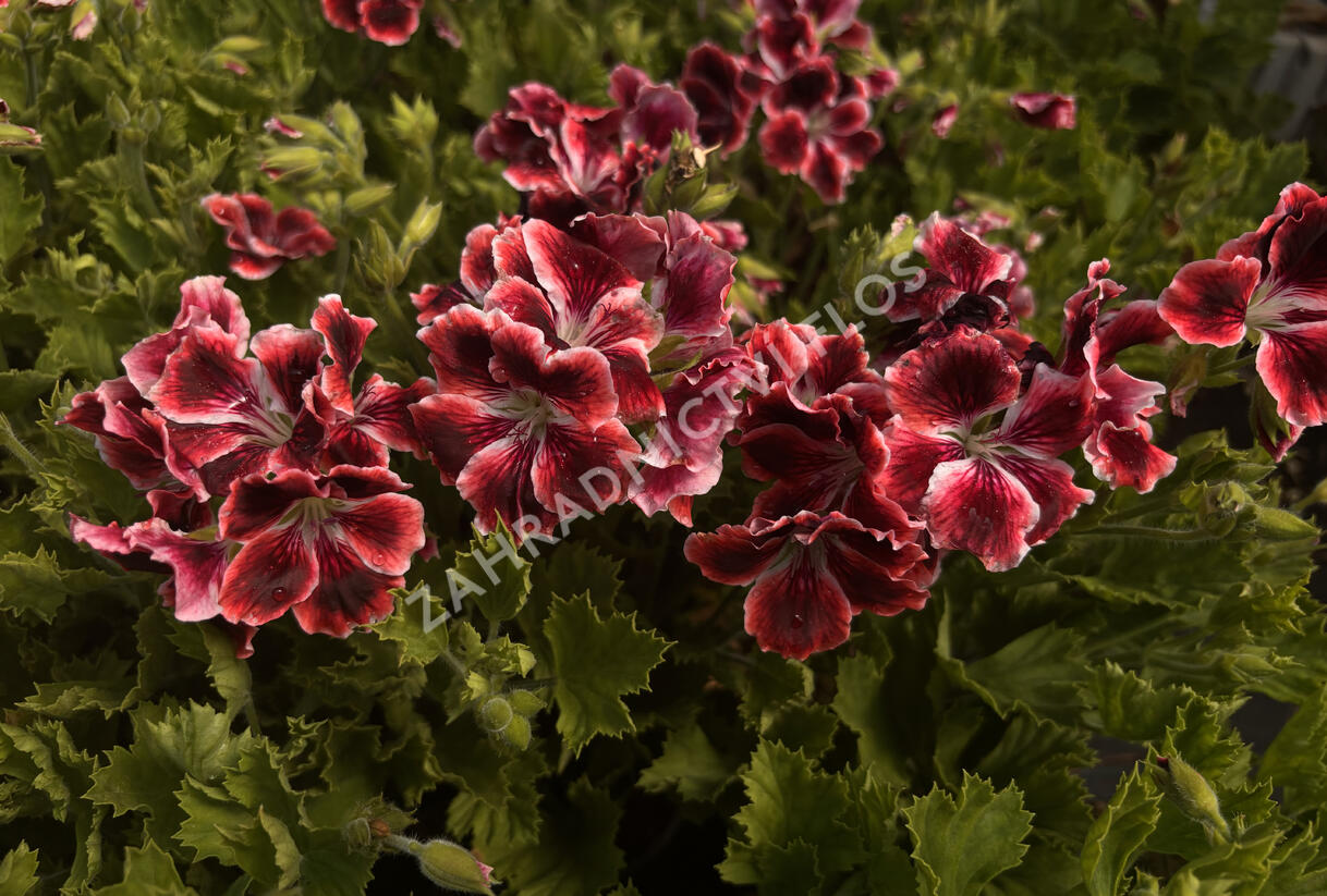 Muškát, pelargonie velkokvětá 'Elegance Adele' - Pelargonium grandiflorum 'Elegance Adele'