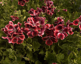 Muškát, pelargonie velkokvětá 'Elegance Adele'