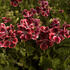 Pelargonium grandiflorum 'Elegance Adele'.jpg