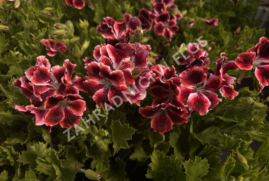 Muškát, pelargonie velkokvětá 'Elegance Adele' - Pelargonium grandiflorum 'Elegance Adele'