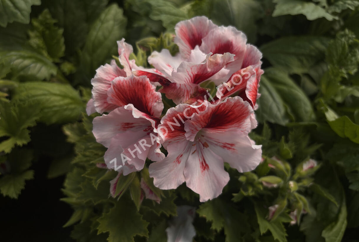 Muškát, pelargonie velkokvětá 'Aristo Orchid' - Pelargonium grandiflorum 'Aristo Orchid'