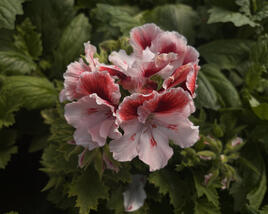 Muškát, pelargonie velkokvětá 'Aristo Orchid'