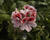 Muškát, pelargonie velkokvětá 'Aristo Orchid'