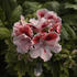 Pelargonium grandiflorum 'Aristo Orchid'.jpg