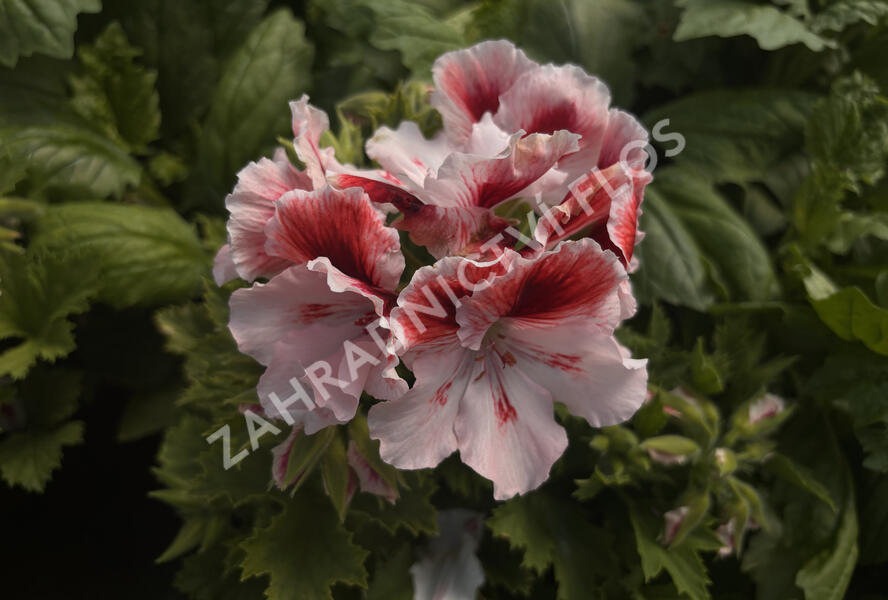 Muškát, pelargonie velkokvětá 'Aristo Orchid' - Pelargonium grandiflorum 'Aristo Orchid'