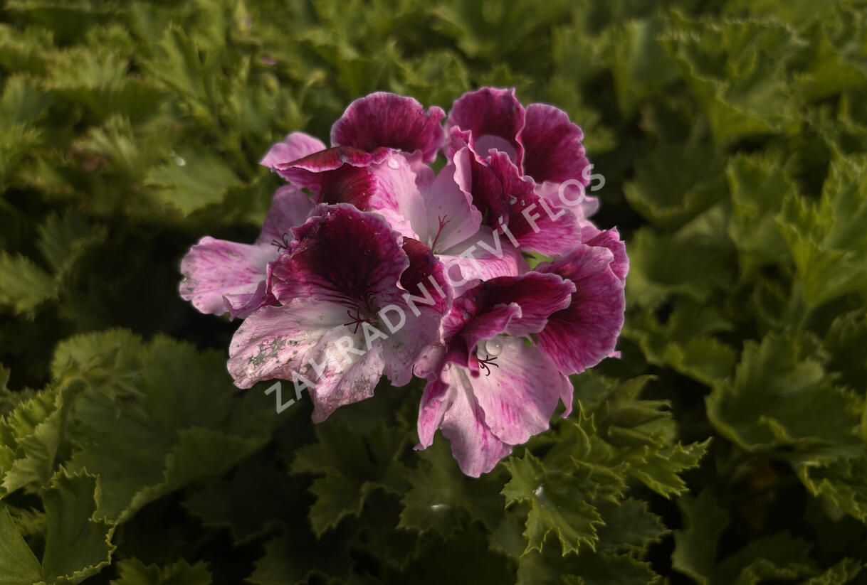 Muškát, pelargonie velkokvětá 'Elegance Purpur Majesty' - Pelargonium grandiflorum 'Elegance Purpur Majesty'