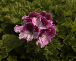 Muškát, pelargonie velkokvětá 'Elegance Purpur Majesty'