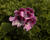 Muškát, pelargonie velkokvětá 'Elegance Purpur Majesty'