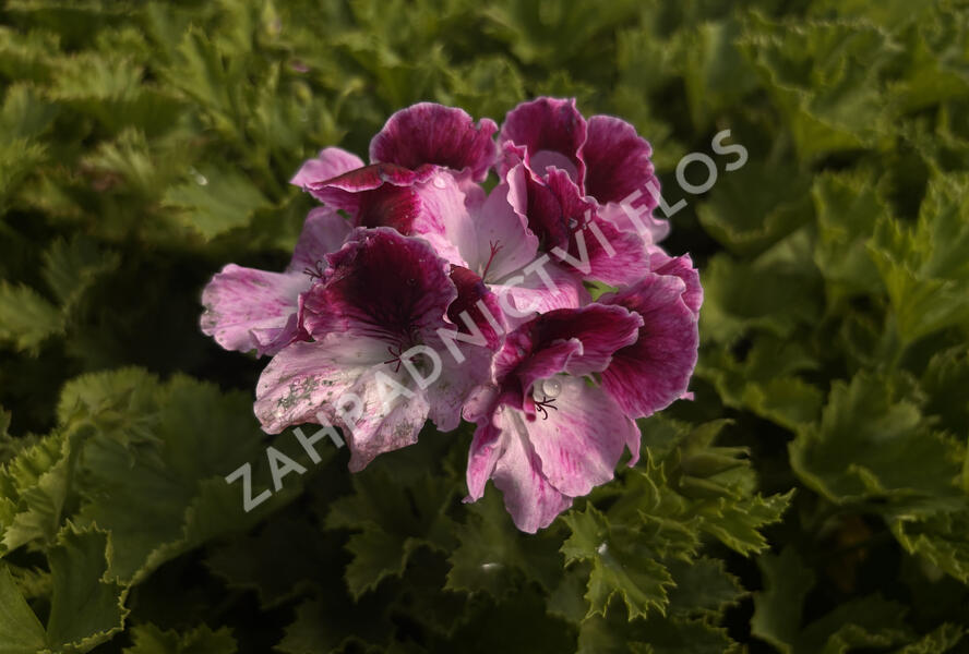 Muškát, pelargonie velkokvětá 'Elegance Purpur Majesty' - Pelargonium grandiflorum 'Elegance Purpur Majesty'