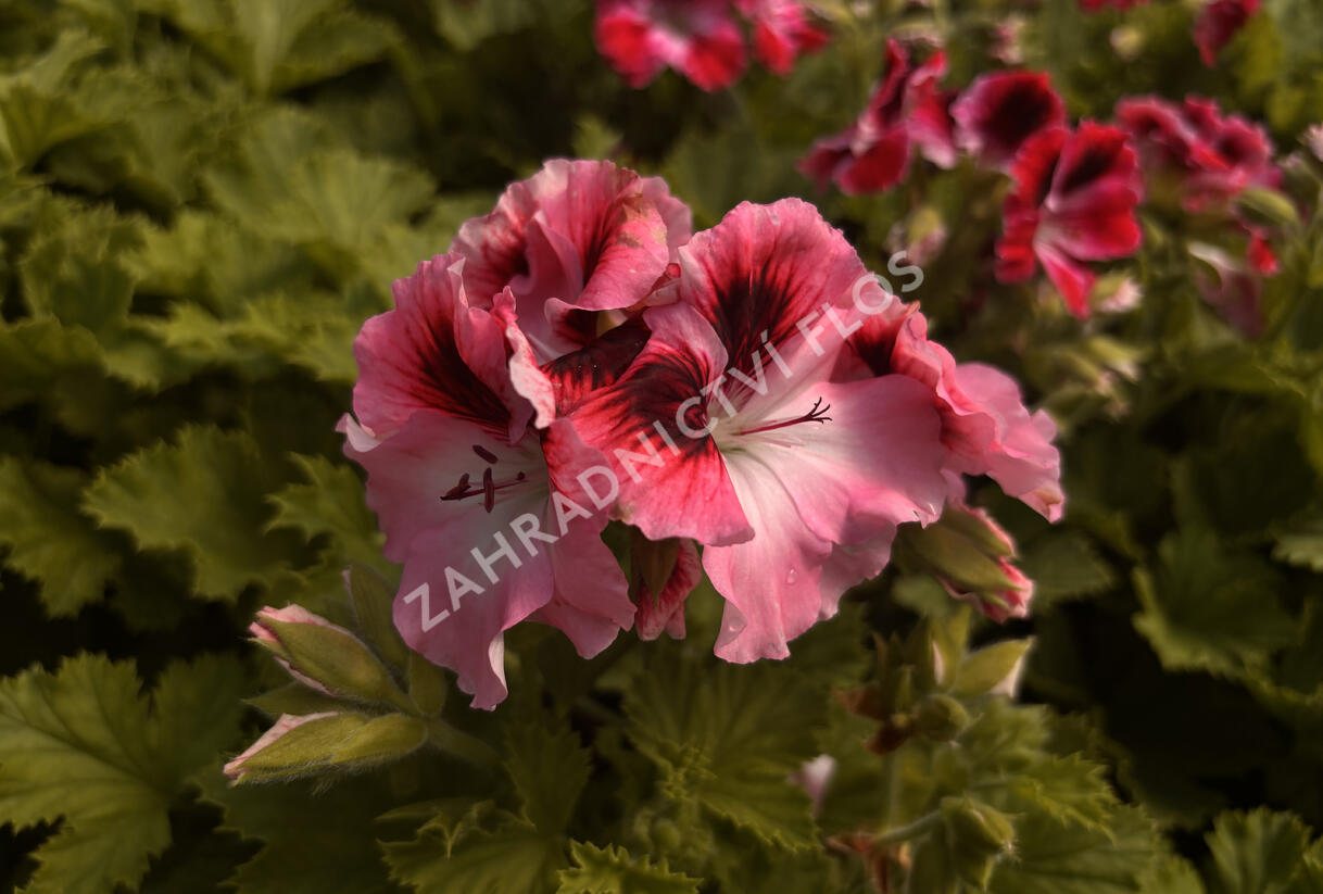 Muškát, pelargonie velkokvětá 'Elegance David' - Pelargonium grandiflorum 'Elegance David'