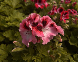 Muškát, pelargonie velkokvětá 'Elegance David'