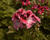 Muškát, pelargonie velkokvětá 'Elegance David'