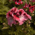 Pelargonium grandiflorum 'Elegance David'.jpg