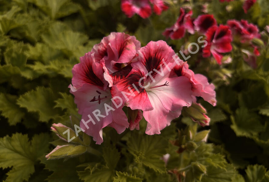 Muškát, pelargonie velkokvětá 'Elegance David' - Pelargonium grandiflorum 'Elegance David'