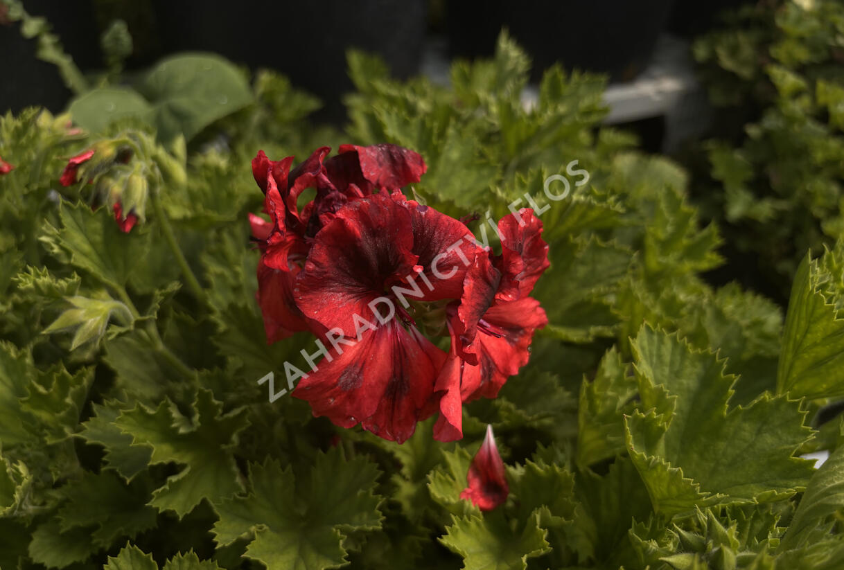 Muškát, pelargonie velkokvětá 'Elegance Franny' - Pelargonium grandiflorum 'Elegance Franny'