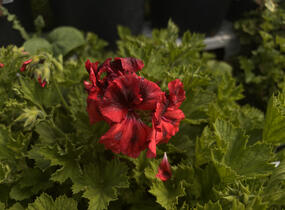 Muškát, pelargonie velkokvětá 'Elegance Franny' - Pelargonium grandiflorum 'Elegance Franny'