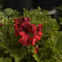 Pelargonium grandiflorum 'Elegance Franny'.jpg