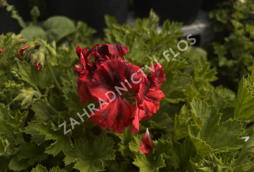 Muškát, pelargonie velkokvětá 'Elegance Franny' - Pelargonium grandiflorum 'Elegance Franny'
