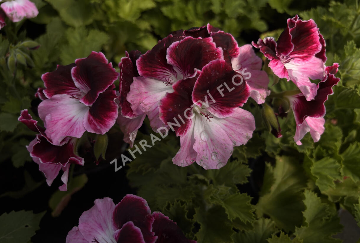 Muškát, pelargonie velkokvětá 'Elegance Jeanette' - Pelargonium grandiflorum 'Elegance Jeanette'