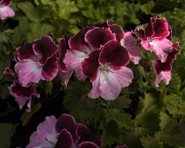 Muškát, pelargonie velkokvětá 'Elegance Jeanette'