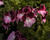 Muškát, pelargonie velkokvětá 'Elegance Jeanette'