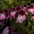 Pelargonium grandiflorum 'Elegance Jeanette'.jpg