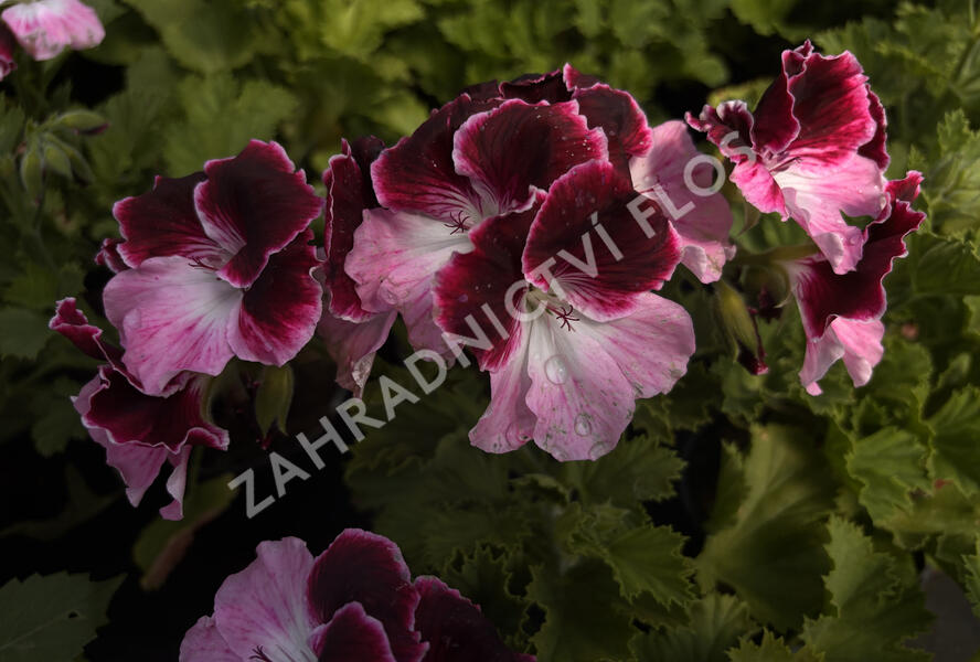 Muškát, pelargonie velkokvětá 'Elegance Jeanette' - Pelargonium grandiflorum 'Elegance Jeanette'