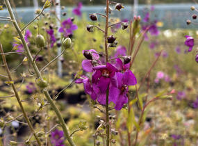 Divizna brunátná - Verbascum phoeniceum