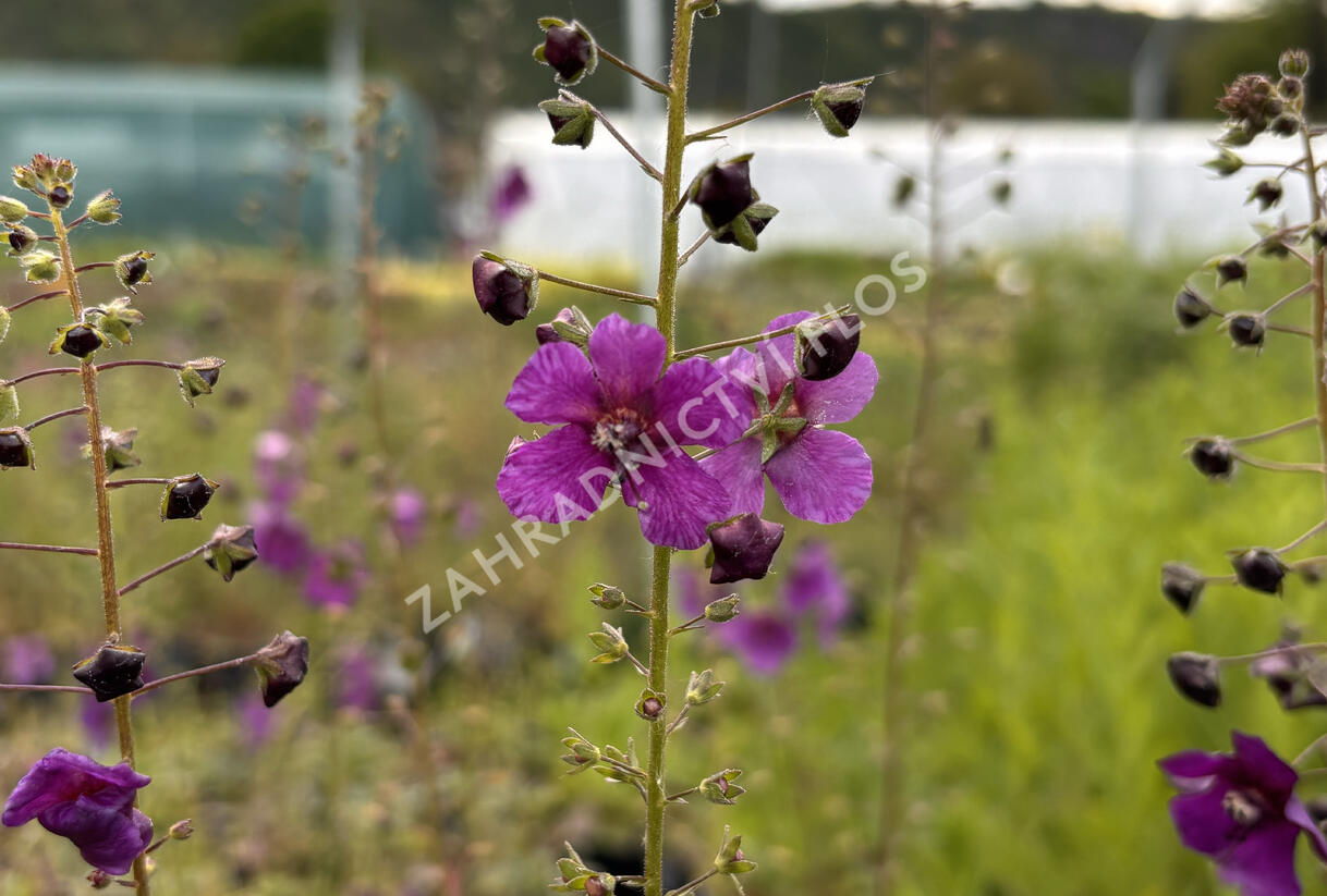 Divizna brunátná - Verbascum phoeniceum