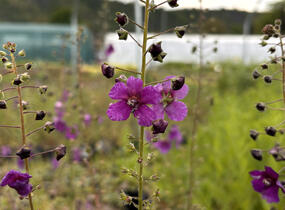 Divizna brunátná - Verbascum phoeniceum