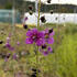 Verbascum phoeniceum.jpg