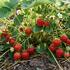 Fragaria ananassa 'Parlando'.jpg