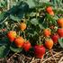 Fragaria ananassa 'Sonsation'.jpg