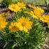 Coreopsis grandiflora 'Castello Compact Yellow'.jpg