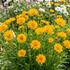 Coreopsis grandiflora 'Andiamo Semi Double'.jpg