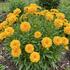 Coreopsis grandiflora 'Castello Pompon Yellow'.jpg