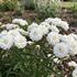 Achillea ptarmica 'Diadem'.jpg