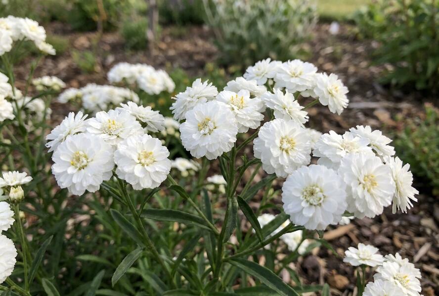 Řebříček bertrám 'Diadem' - Achillea ptarmica 'Diadem'