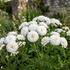 Achillea ptarmica 'Noblesse'.jpg