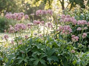 Jarmanka větší 'Pink Button' - Astrantia major 'Pink Button'