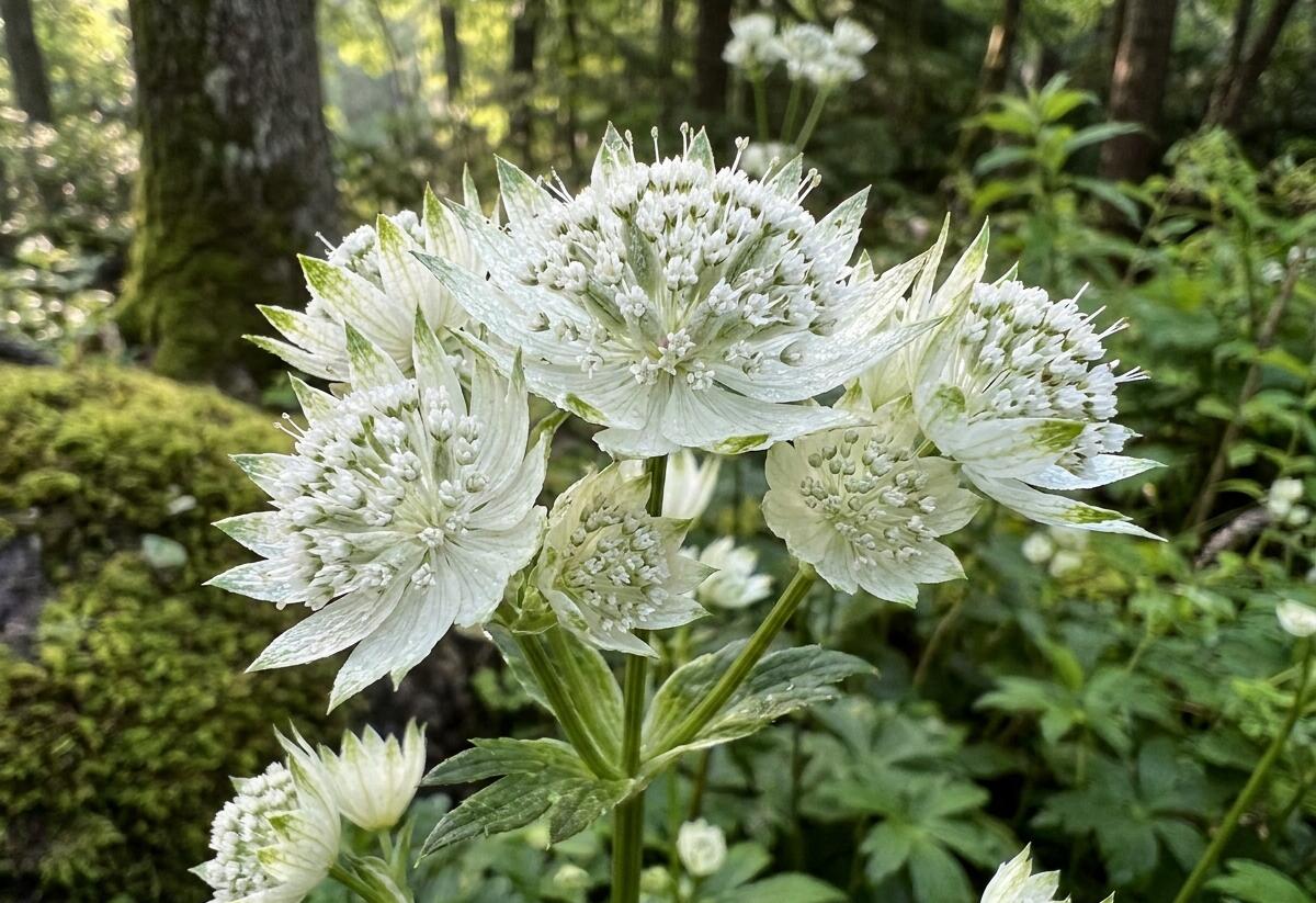Jarmanka větší 'Alba' - Astrantia major 'Alba'