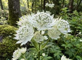 Jarmanka větší 'Alba' - Astrantia major 'Alba'