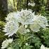 Astrantia major 'Alba'.jpg