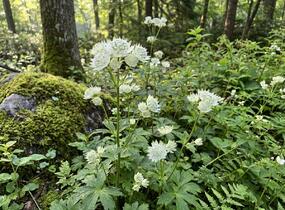 Jarmanka větší 'Alba' - Astrantia major 'Alba'