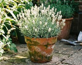 Levandula úzkolistá 'Not Normal Compact White'